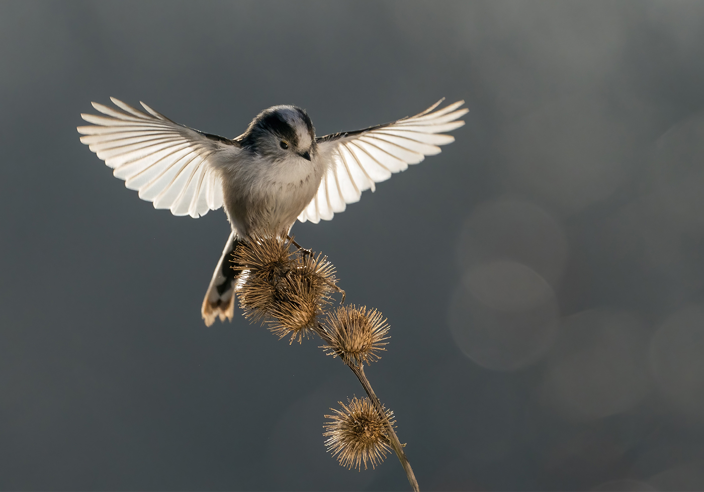 Lee Tit